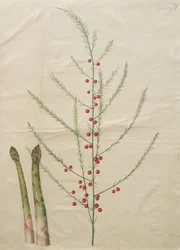Spárga officinalis